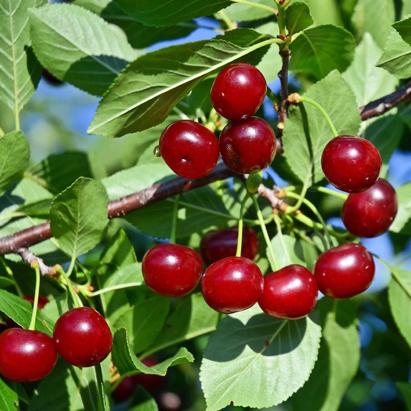 Carmine Jewel™ Bush Cherry Tree - Stark Bro's