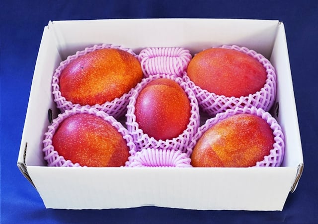 摘果マンゴー（青マンゴー） 沖縄 燦々マンゴー【公式通販2023