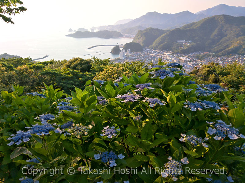 あじさいの丘 --- 松崎町観光ガイド『駿河湾☆百景』