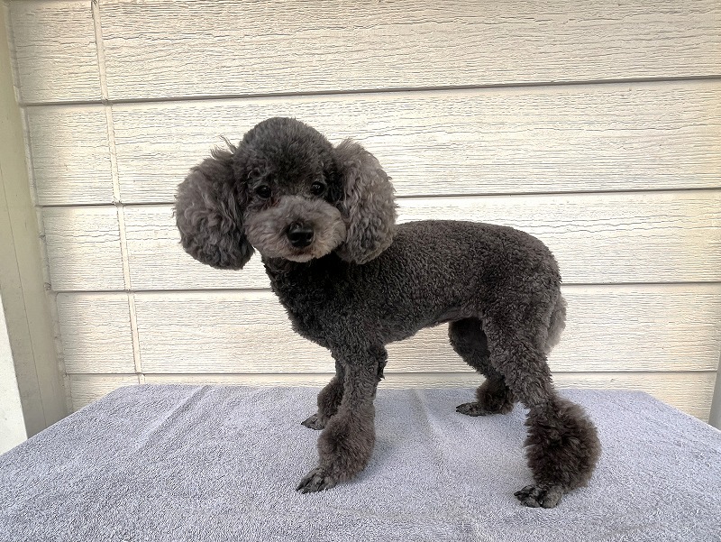 ブラックプードル様専用 UNTITLED グレー 4 トイプードル 【2021年8月4