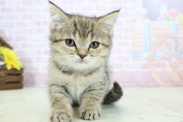 エキゾチック(ブラウンタビー)の子猫を価格や特徴で探す|ペット