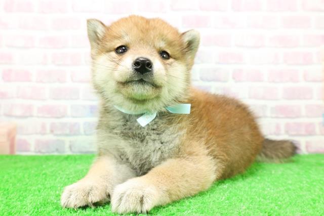 柴犬の子犬（オス♂） 会津若松店｜ペットショップCoo＆RIKU