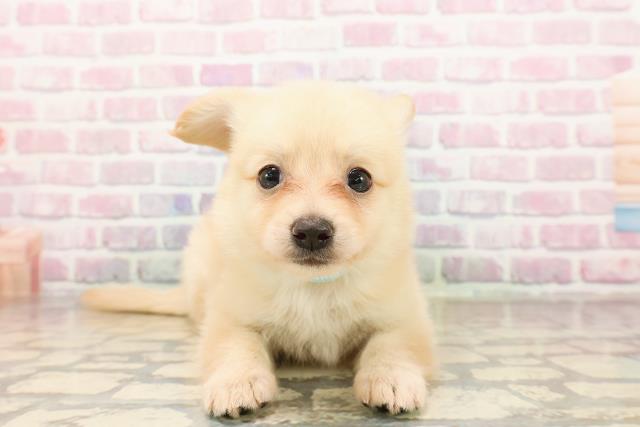 ポメックス(ポメラニアン×ダックス)の子犬を価格や特徴で探す|ペット