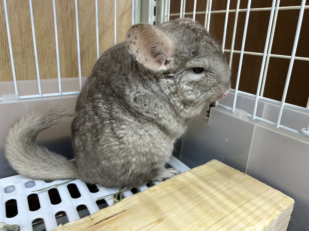 チンチラ｜ペット検索｜ペット大好き！