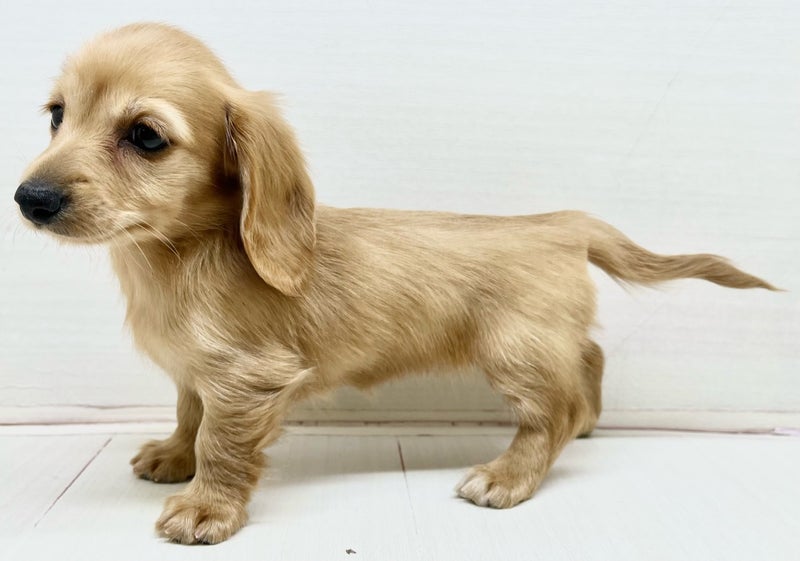 価格の安いダックスフンド（ミニチュアダックス／ロング） / ペット