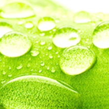 ペレ・グレイス |スキンケアシリーズ・マカラニ|