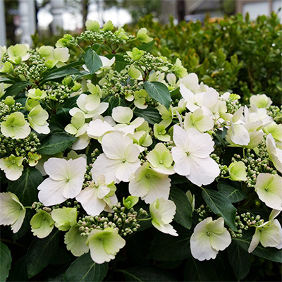 Hydrangea Pre-Order for Canadian Gardeners