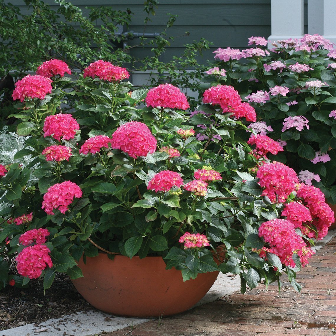 CITYLINE® PARIS Bigleaf Hydrangea - Proven Winners ColorChoice