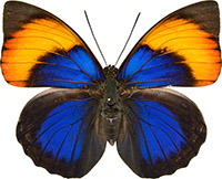 ルリオビタテハ族のページ：リスト1