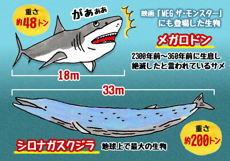 マリアナ海溝とは！知られざる内容について徹底解説！ - 水中ドローン