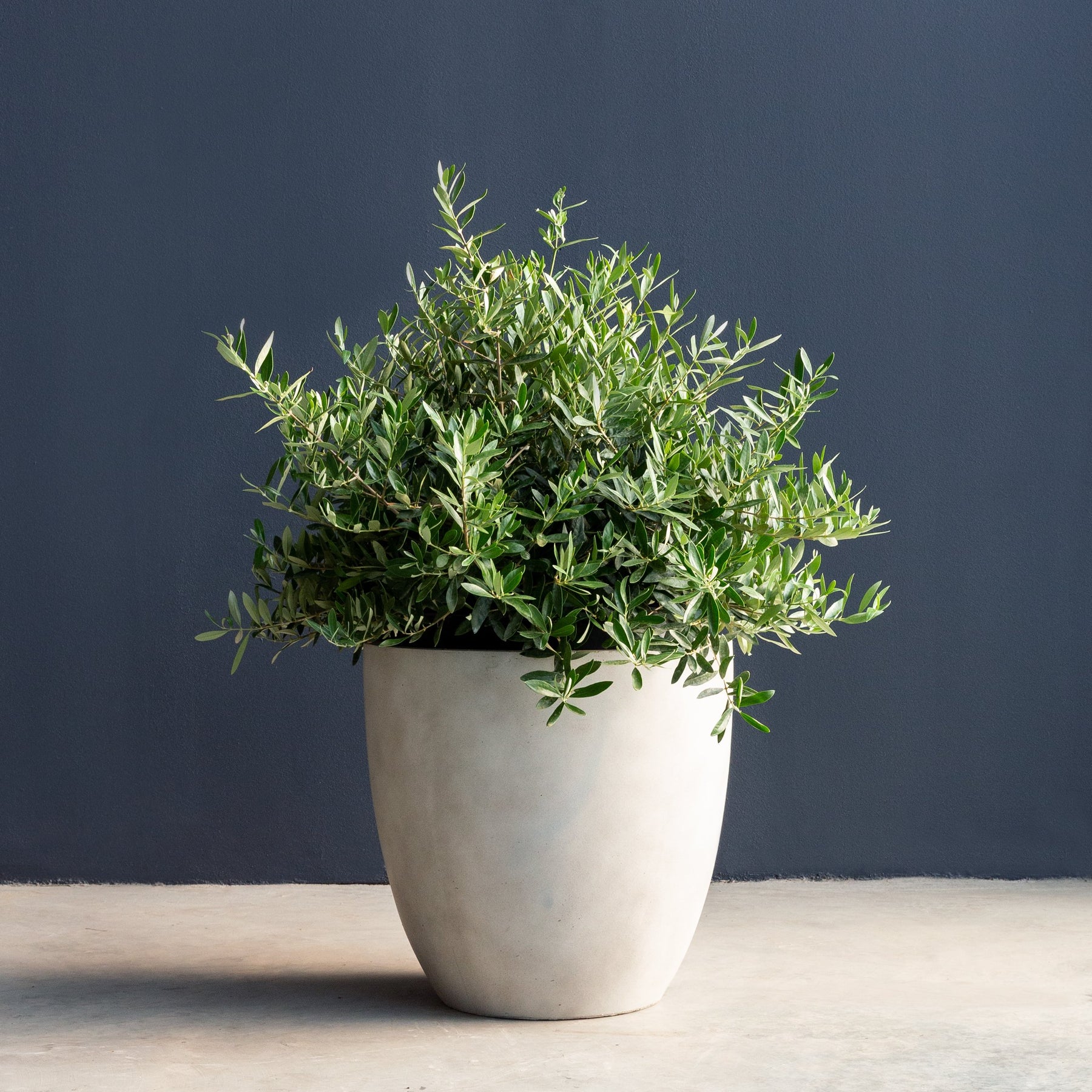 OliveBush_15gal_1800x1800.jpg?