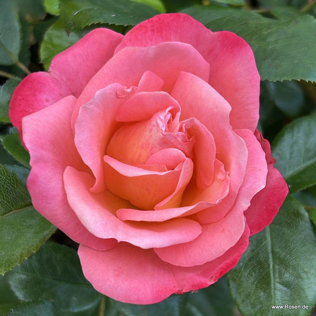 Enjoy® | Kordes Rosen