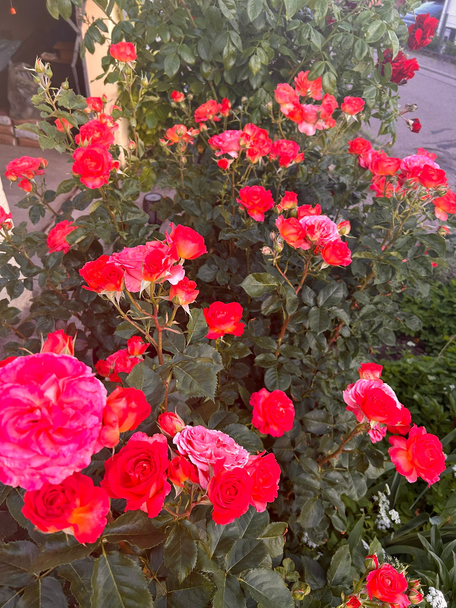 Vulcano® | Kordes Rosen