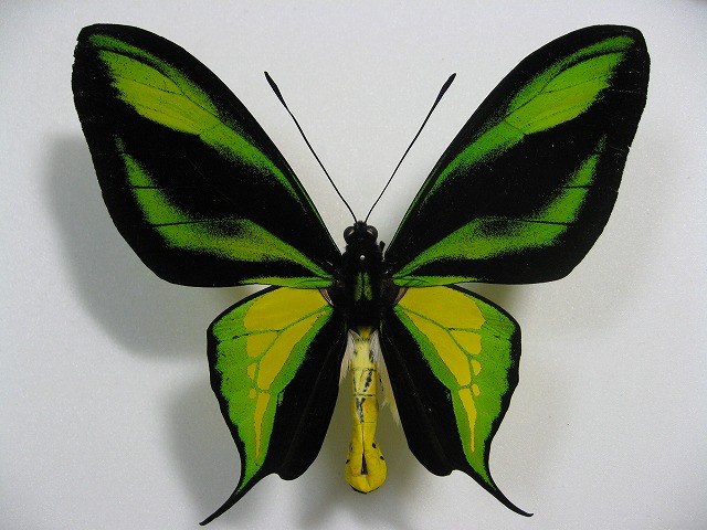 ゴクラクトリバネアゲハ Ornithoptera paradisea ～ 蝶の標本 麗蝶 ～
