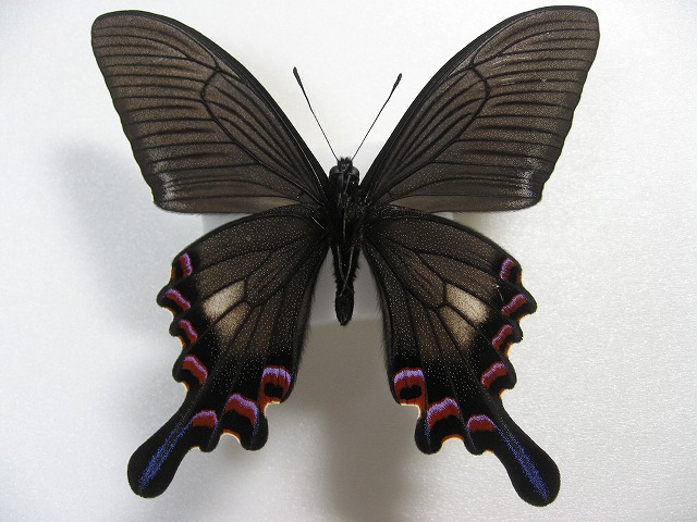 シナカラスアゲハ Papilio syfanius ～ 蝶の標本 麗蝶 ～