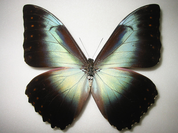 ペルセウスタイヨウモルフォ Morpho telemachus ～ 蝶の標本 麗蝶 ～