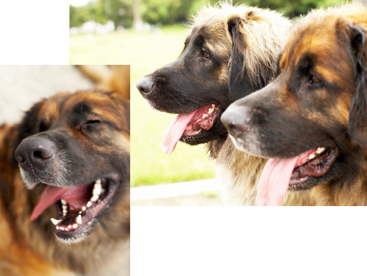 レオンベルガー専門ブリーダーRaise&J.Dore(レイズ＆ジェイドール)