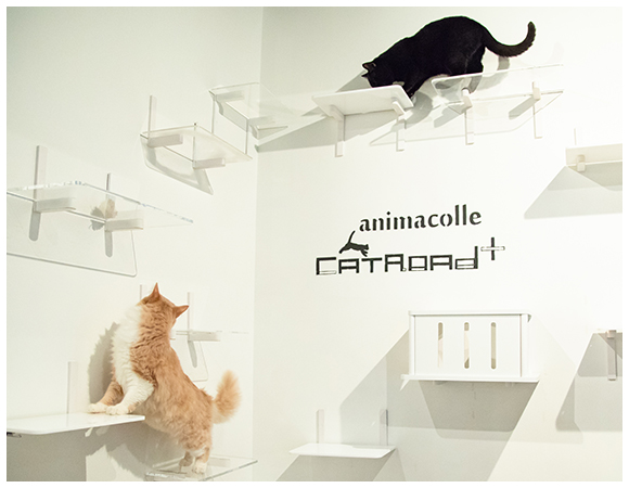 楽天市場】キャットステップ【カラーシリーズ】：animacolle