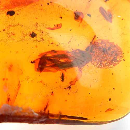 楽天市場】＼3月3日まで臨時休業中／【動画あり】化石 虫入り琥珀原石