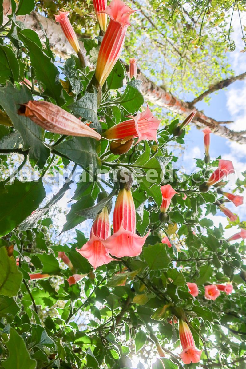 Brugmansia vulcanicola 'Pink' – Pink Angel's Trumpet – Buy seeds