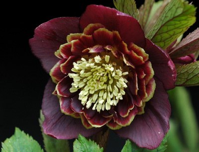 クリスマスローズのダブル（八重） 種通信販売 ＞ クリスマスローズ