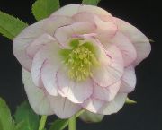 2618小輪系カップ咲ブルーグレーss 若泉ファームクリスマスローズ開花