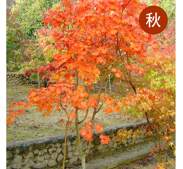 コハウチワカエデ 樹木ガイド｜植木・庭木・雑木販売、造園｜大阪