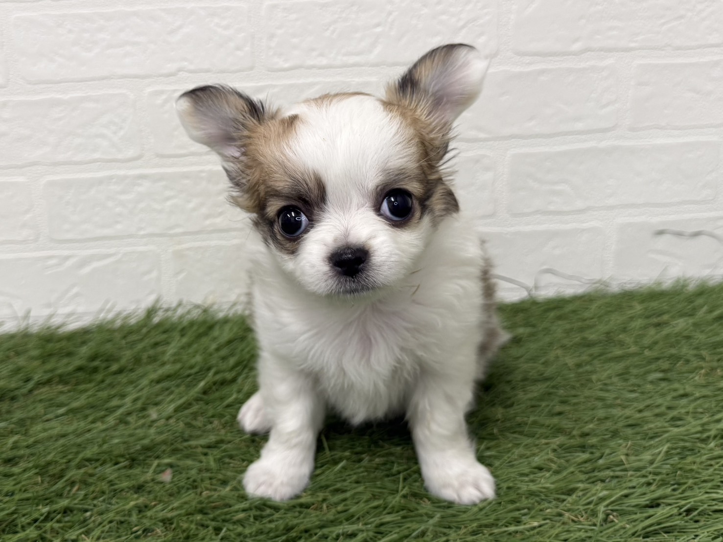 チワワ(ロング)(ホワイトレッド)の子犬を価格や特徴で探す|ペット