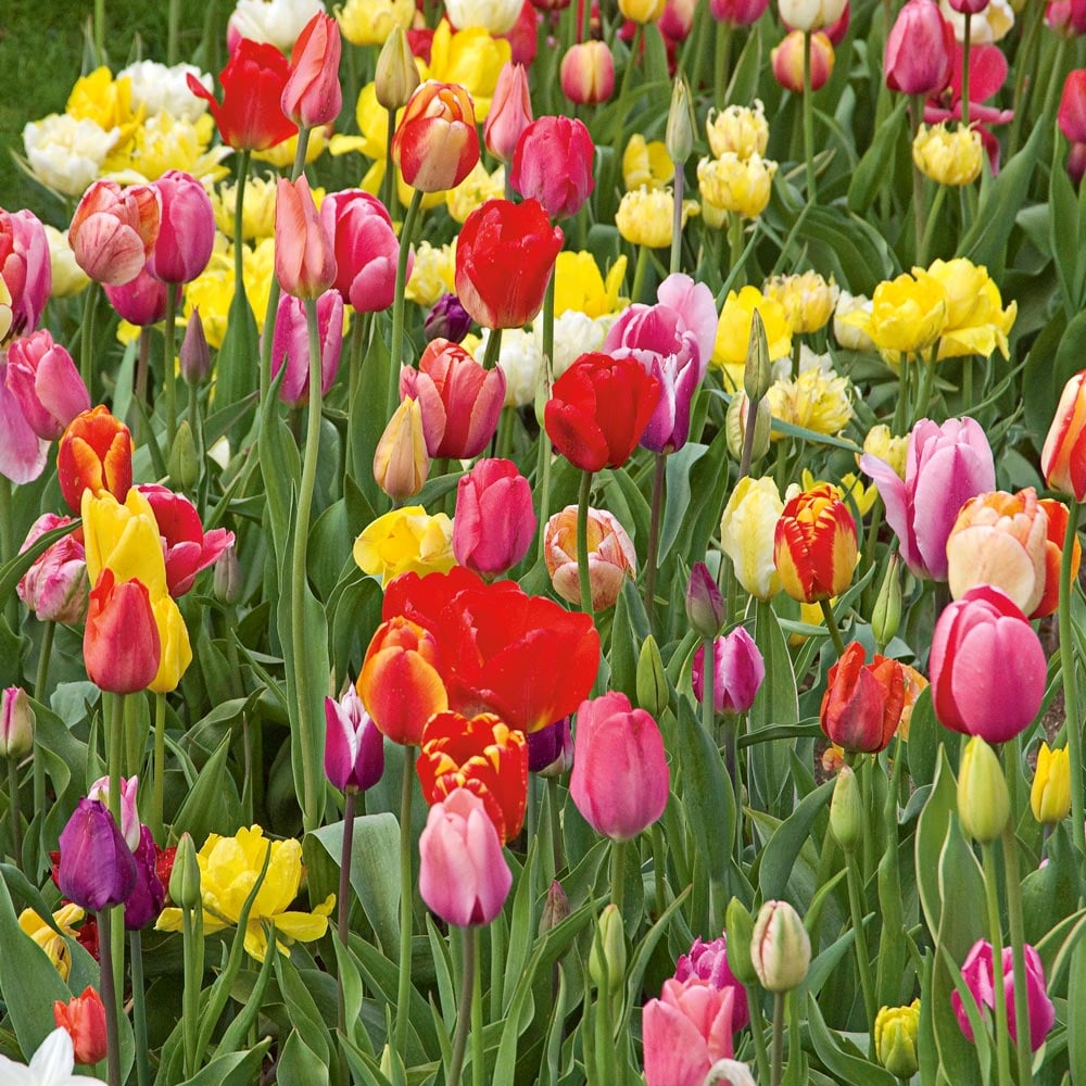Stretch Tulip Mix | White Flower Farm