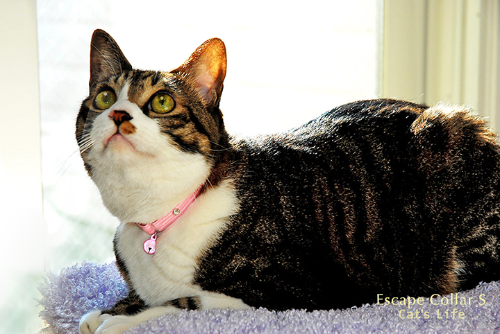 猫の暮らし エスケープカラー S｜ゴム素材で着脱簡単。猫の鈴付き首輪