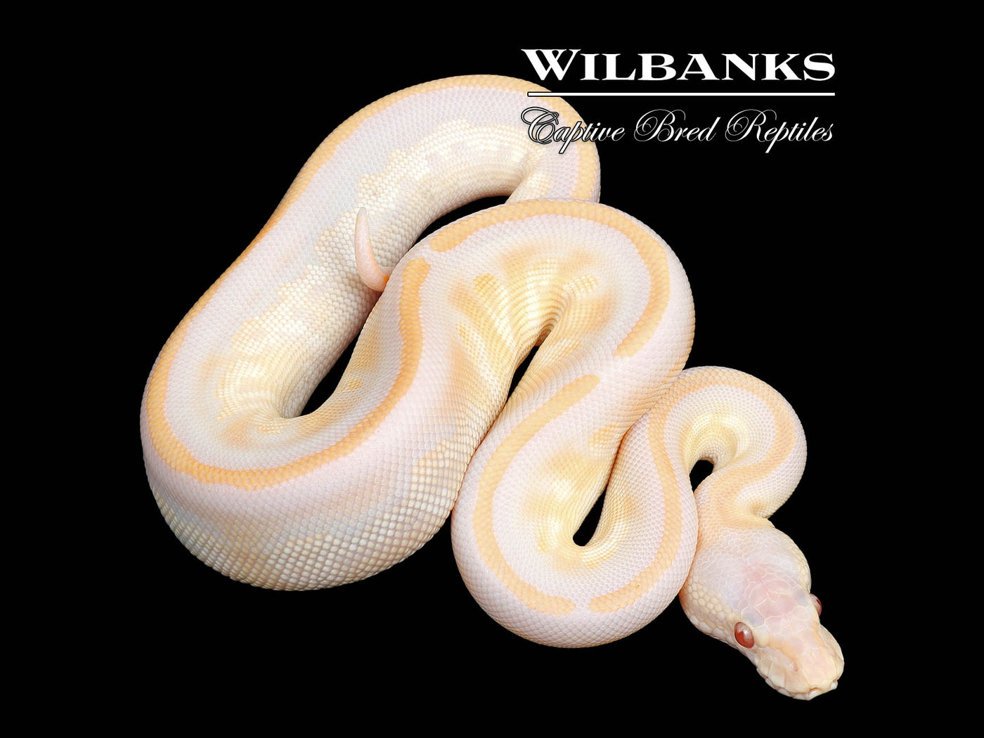 Lavender Blackhead Pewter Ball Python ♀ '25 – Wilbanks Captive