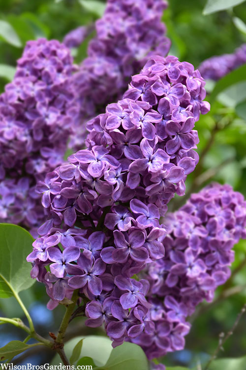 syringa-pocahontas-lilac-1.jpg