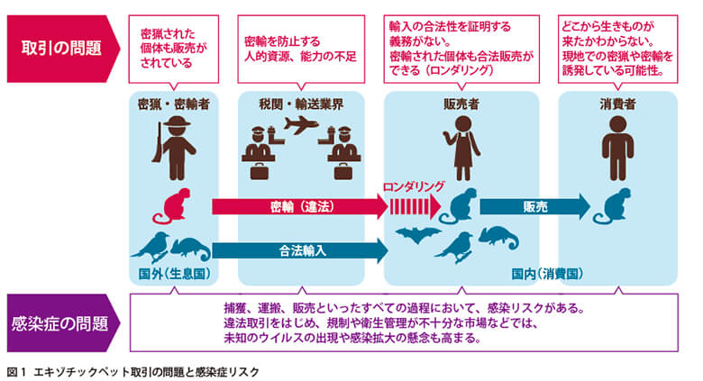 感染症と野生生物取引 ｜WWFジャパン