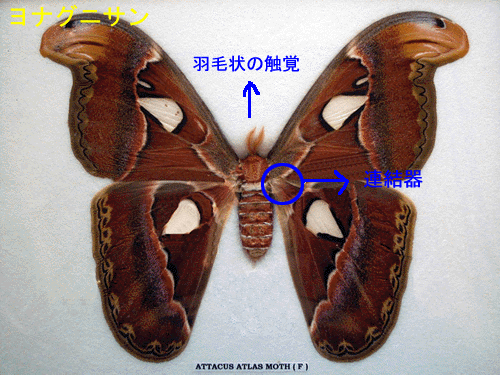 図書館：チョウとガの違い | 三春町公式ホームページ【福島県三春町