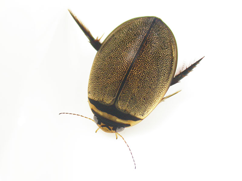 No.173 マルガタゲンゴロウ |