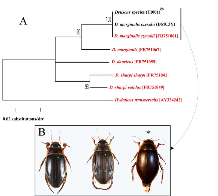 遺伝子解析による未知ゲンゴロウ類の種同定 | 理学部 | 東邦大学