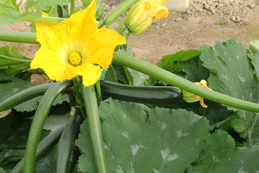 ズッキーニ 【ゼルダ・750Z（TSX−750Z）】 低温期のハウス