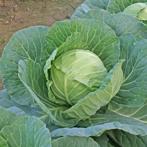 キャベツ 【55ボール】 病気に強く、食味良好なボールキャベツ トキタ