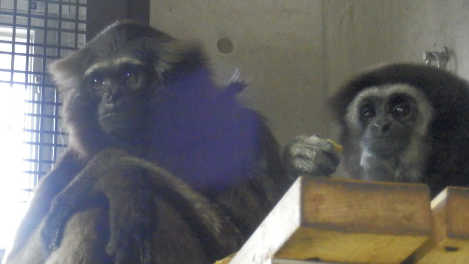 1月6日 白手と黒手 - 飼育員ブログ - ときわ動物園 - ときわ公園|山口