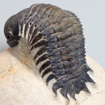 三葉虫（Crotalocephalina）｜化石販売・鉱物販売の東京サイエンス