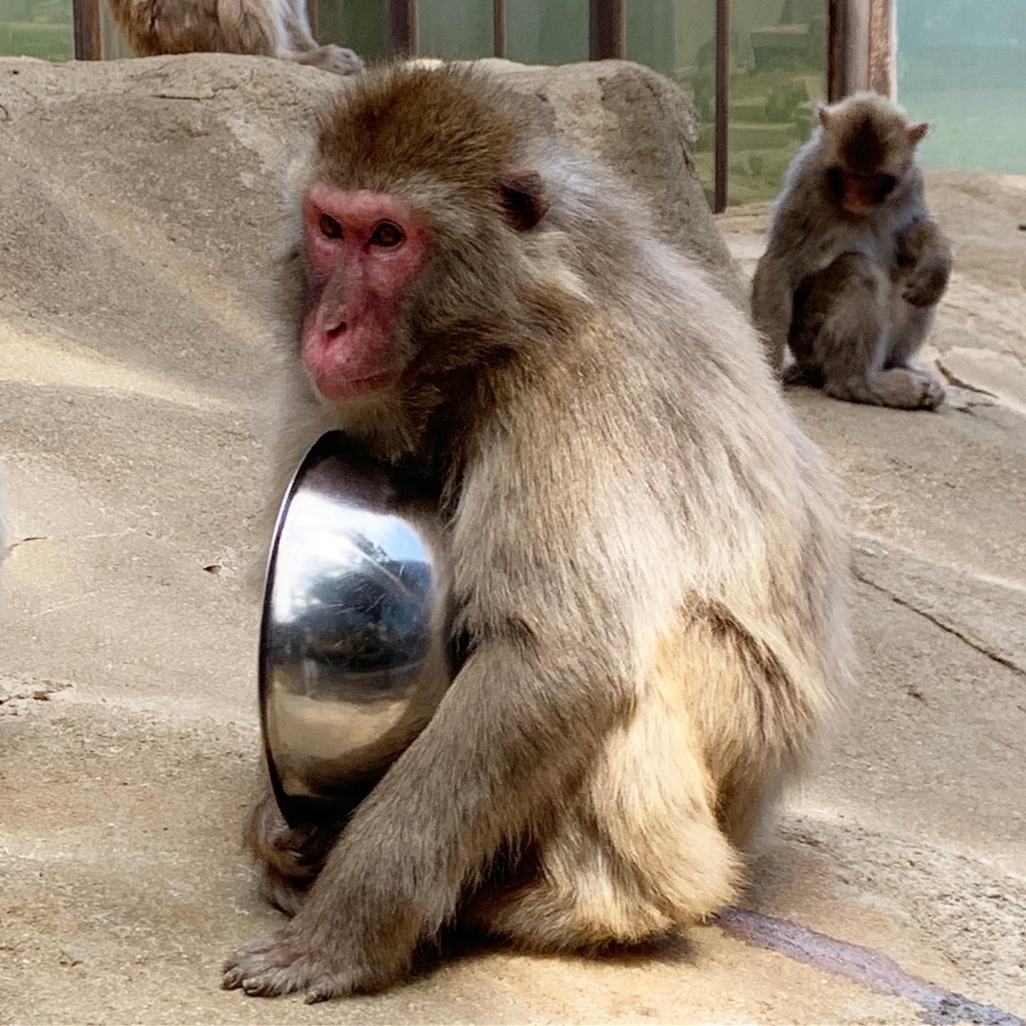 新しいおもちゃ | 高尾山さる園ブログ