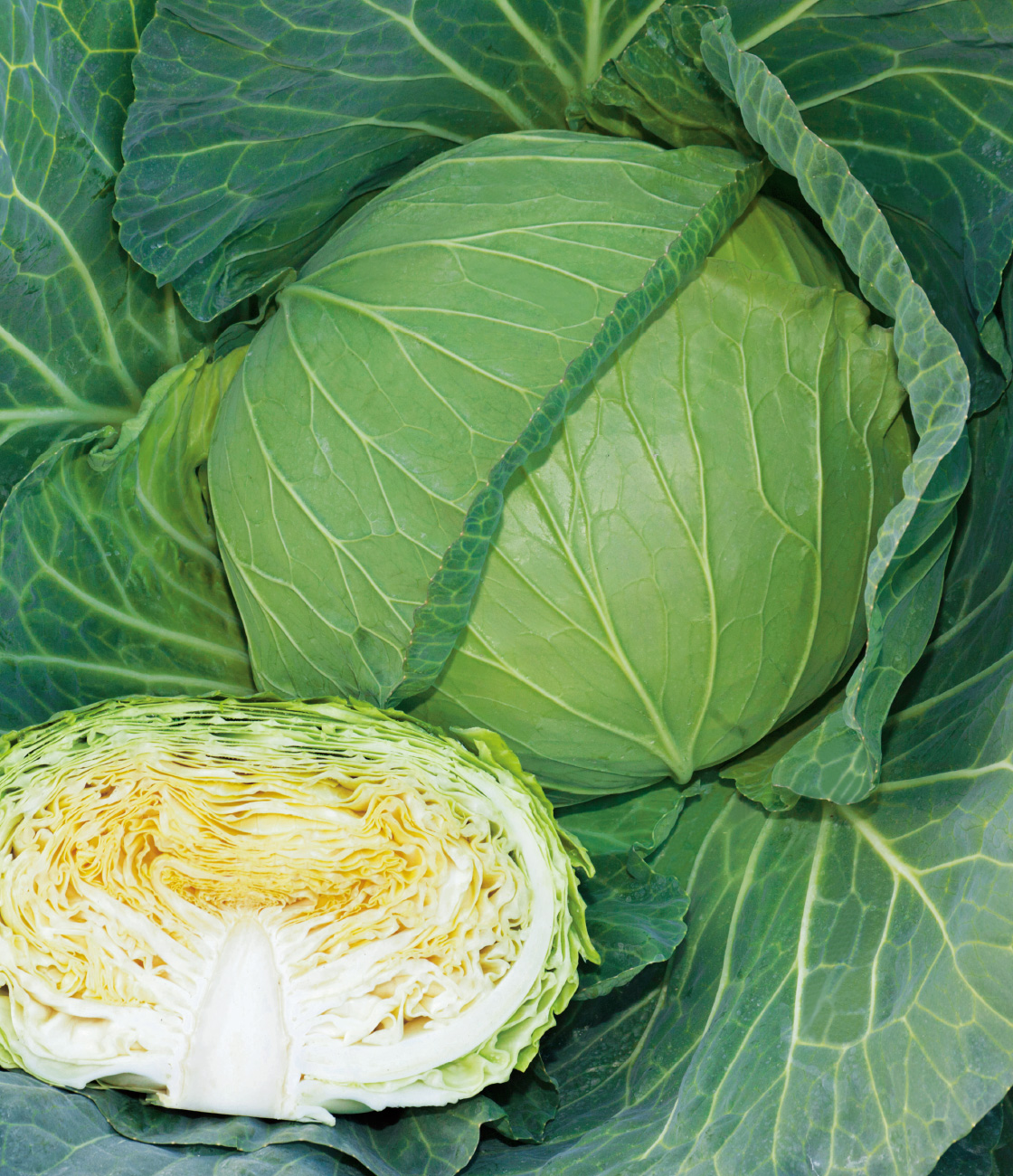 涼峰 キャベツ ｜ 品種カタログ ｜ タキイの野菜【タキイ種苗】