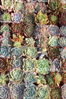 2026エケベリア 福袋,人気品種詰め合わせ,レア入り お楽しみセット