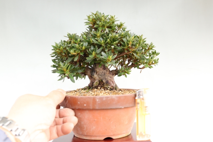 さつき（珍山） A2538☆サツキ 皐月 花物実物 小品盆栽☆「送料無料