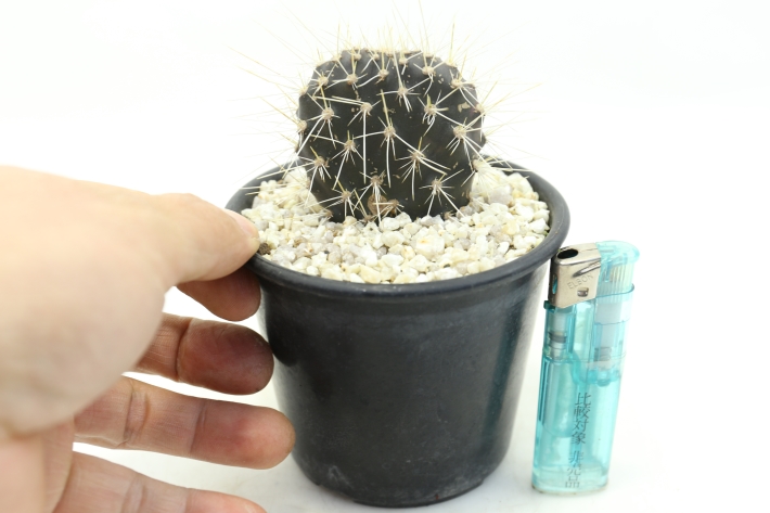 ガラパゴス団扇サボテン プラチナ刺黒肌type A2567☆オプンチア