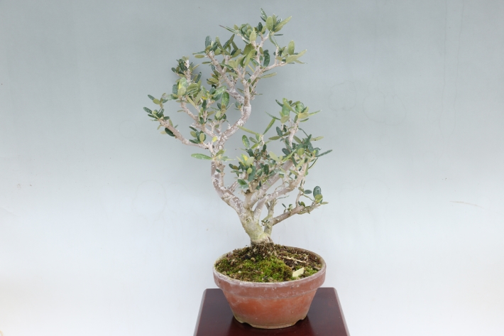 姫オリーブ A3058☆ヒメオリーブ 花物実物 小品盆栽☆「送料無料」浦部