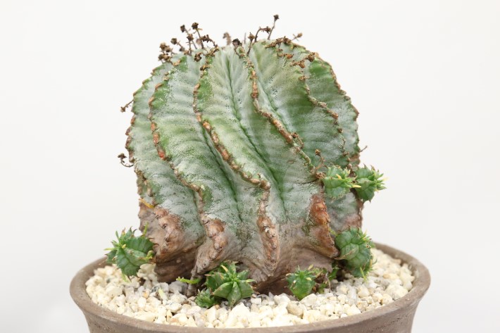 ゼブラ白衣ホリダ A3328☆ユーフォルビア ホリダ 多肉植物☆浦部陽向園