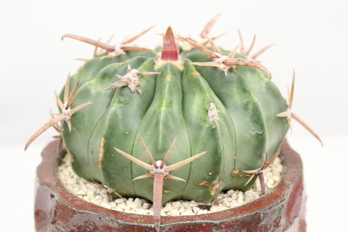 狂刺綾波 実生 A3355☆ホマロケファラ 綾波 サボテン☆「送料無料