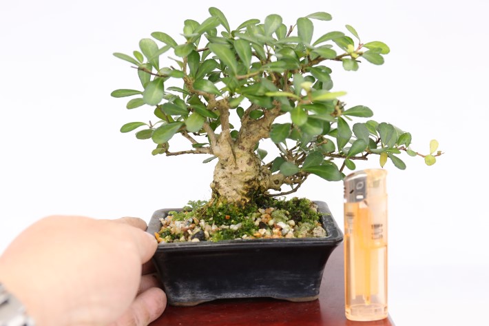 マッコウ A3442☆ハリツルマサキ 花物実物 小品盆栽☆「送料無料」浦部