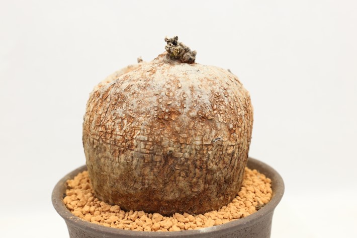 ボルシアーナ 輸入球 A3562☆イポメア 塊根植物 多肉植物☆「送料無料